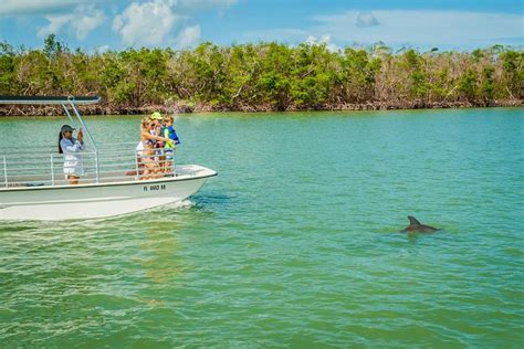 Tripadvisor Marco Island Delfin Beobachtungs Tour Zur Verf Gung