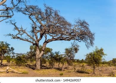 Kenya Amboseli Park Magnificent Biosphere Reserve Stock Photo 1494269057 | Shutterstock