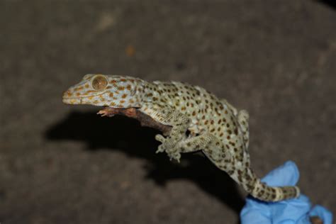 Tokay Gecko In Field Image Eurekalert Science News Releases