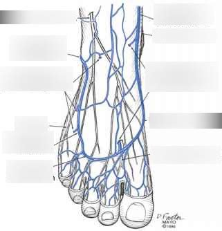 Veins of the Foot Diagram | Quizlet