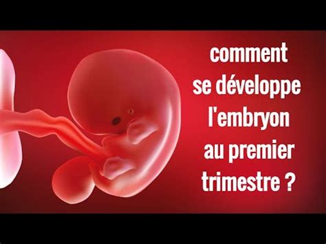 Le D Veloppement De L Embryon Au Premier Trimestre Semaine Par