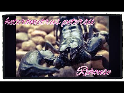 Heterometrus Petersii Asian Forest Scorpion REHOUSE YouTube