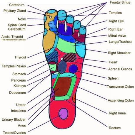 Acupressure Foot Chart: A Visual Reference of Charts | Chart Master