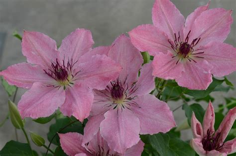 Clematis Sarah Elizabeth A Garden Center Duluth Minnesota