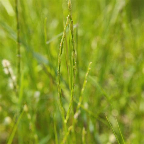 Grass Identification 3