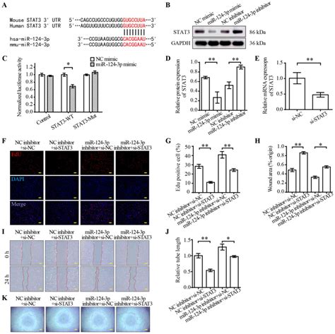 MiR1243p Regulates Angiogenesis In Peripheral Arterial Disease By