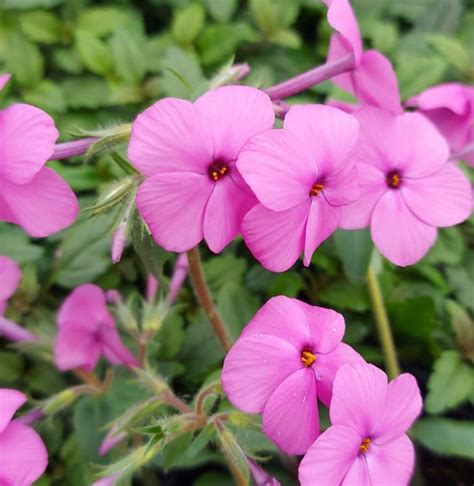 Phlox stolonifera 'Pink Ridge' | Farmyard Nurseries