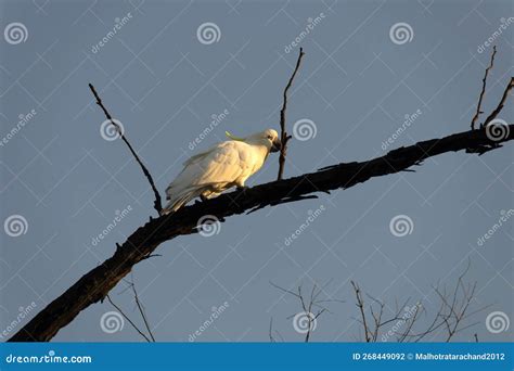 Sulphur Crested Cockatoo Cacatua Galerita Perching On The Branch Of A