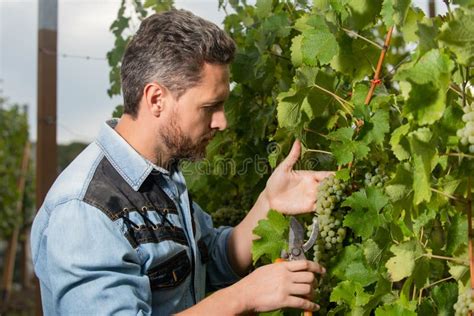 Propietario Masculino De Viñedos Viticultor Profesional En Granjas De