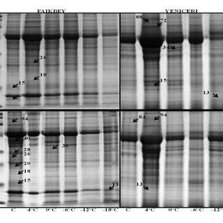 Total Soluble Protein Tsp Profiles Sds Page Of The Leaf Tissues Of