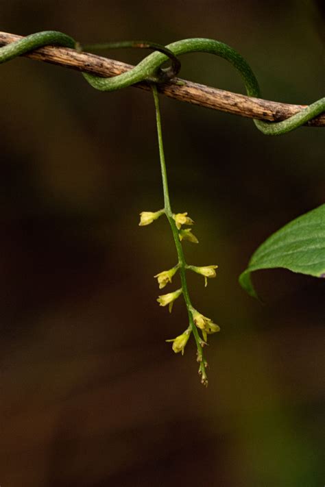 Flora Of Zimbabwe Species Information Individual Images Dioscorea