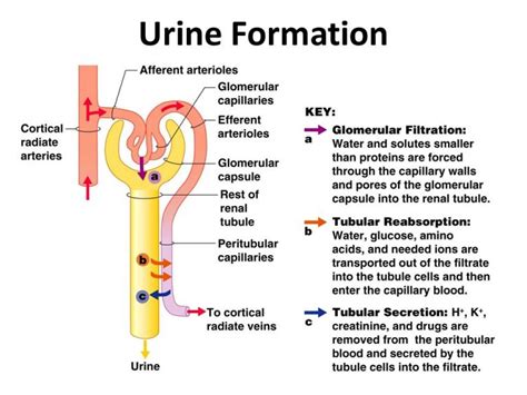 Physiology Of Urine Formation Online Biology Notes