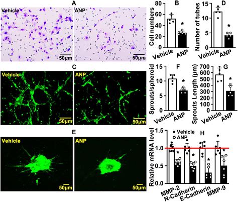 Frontiers Andrographolide Suppresses Hypoxia Induced Embryonic