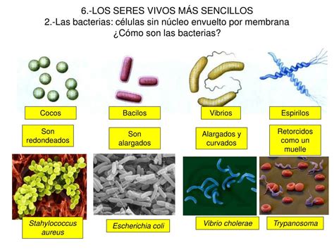 Ppt Los Seres Vivos Más Sencillos CrÉditos Powerpoint Presentation Id 226700