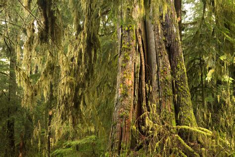 Guide To Olympic National Park S Ancient Forests Giant Trees And Old