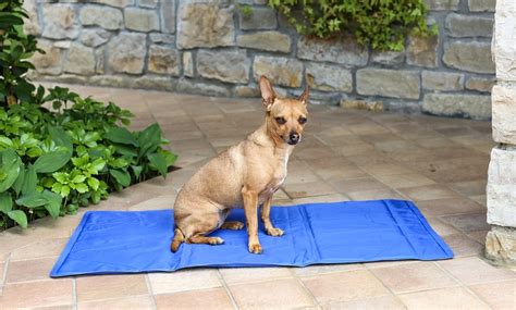 Jusqu Tapis De Refroidissement Pour Chiens Et Chats Groupon