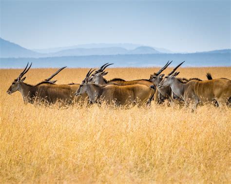 African Antelope: A Case Study of Creating an Image Dataset