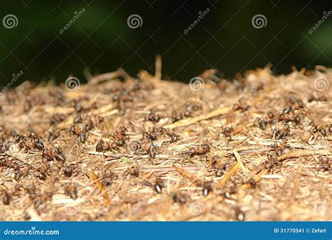 Ants In The Nest Carry Eggs Red Carpenter Ants Tending Pupae And Larvae Ant Larvaes Stock