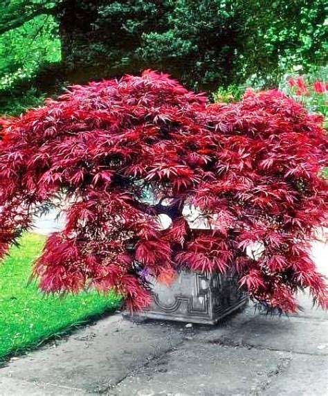 Crimson Queen Japanese Maple — Affordable Trees