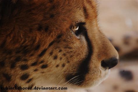 Stare Into My Eyes By Selunare On Deviantart