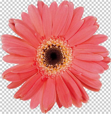 Flower Barberton Daisy Gerbera Pink Petal PNG Clipart Barberton Daisy