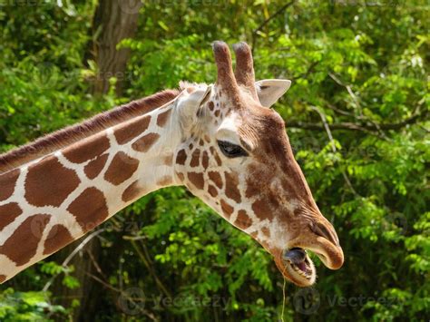 animals in the zoo 10190376 Stock Photo at Vecteezy