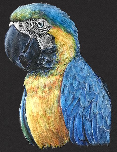 Golden Macaw on Behance