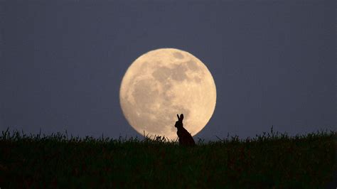 Full Moon Rabbit