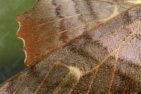 Poplar Hawk Moth Wing Stock Image C0259858 Science Photo Library