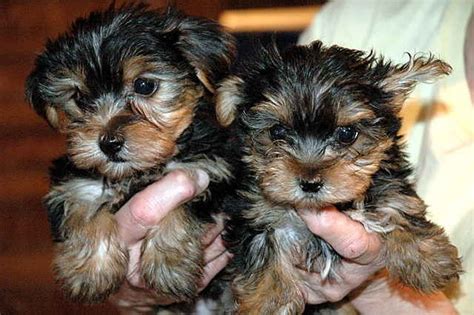 Beautiful Akc Teacup Yorkie Puppies For Free Adoption Available For