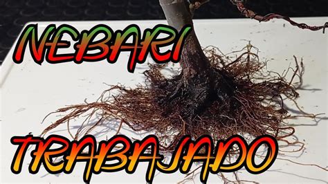 TRABAJANDO NEBARI DE ACER PALMATUM DESHOJO YouTube