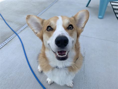 Training A Corgi To Run Away From The Door When People Knock Dog Gone