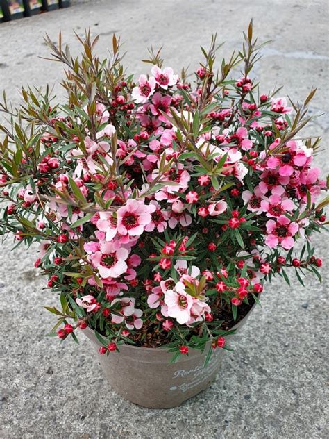 Leptospermum S Martinii D And M Garden Centre