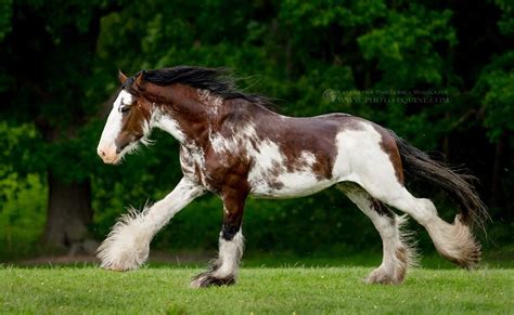 Clydesdale Horse Running in Lush Green Field