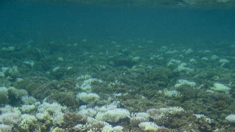 coral bleaching | Definition, Causes, Consequences, & Facts | Britannica