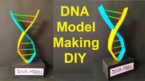 How To Make DNA Model Using Cardboard And Colored Paper Science