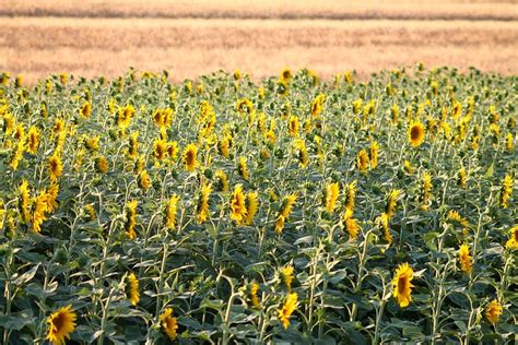 Sunflower Fields + Tuscany | Most Lovely Things