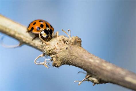 What do Asian Lady Beetles look like? | Asian Lady Beetle Identification Guide