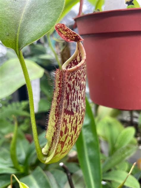 Nepenthes Maxima Be Torai S Garden