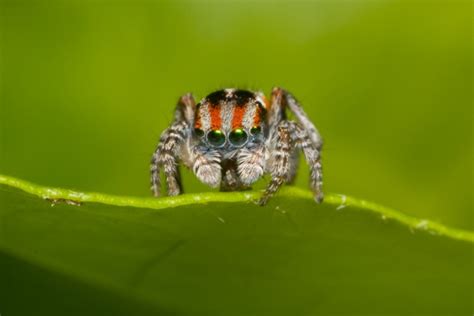 The Peacock Spider - Pictolic