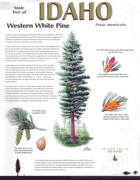 Western White Pine Poster · Idaho Forests Products Commission