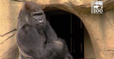 Cincinnati Zoo has new silverback at Gorilla World habitat