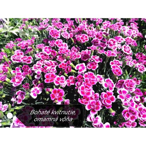 Dianthus Gratianopolitanus Pink Kisses P Max Garden Z Hradn