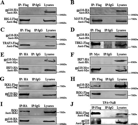 Epstein Barr Virus Envelope Glycoprotein Gp110 Inhibits Ikki Mediated