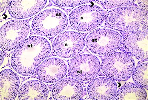 Photomicrograph Of A Section Of Testis Of The Control Group Showing