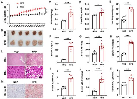 Mice Model Of High Fat Diet Induced Nonalcoholic Fatty Liver A Body