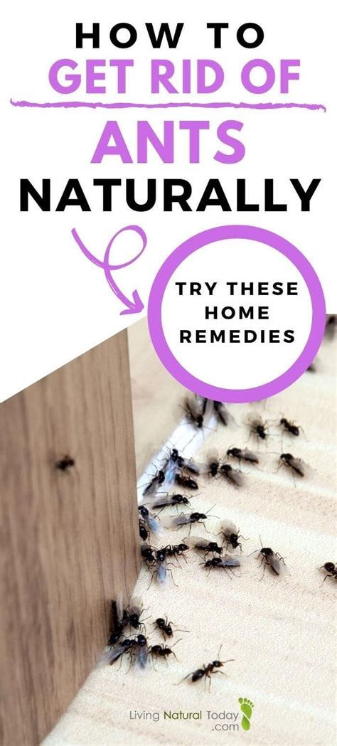 How To Get Rid Of Ants Naturally Try These Home Remedies Get Rid Of