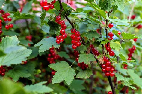 When to winter prune fruit bushes for a bumper crop | Livingetc