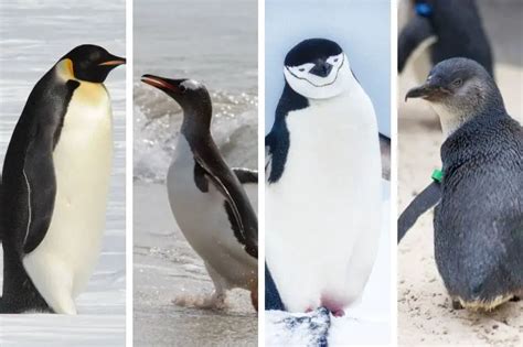 19 Types of Penguins [+ What Makes Each Unique] - Polar Guidebook