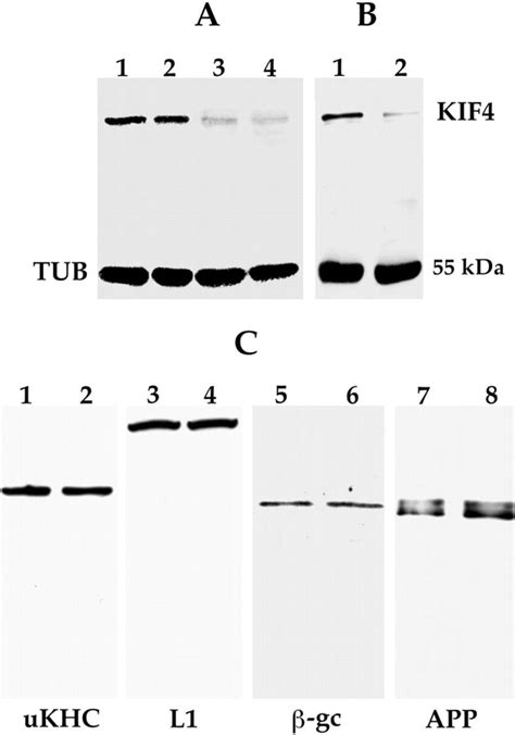 Antisense Oligonucleotides Inhibit Kif Expression A Western Blot